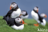 Atlantic Puffin (Fratercula arctica)