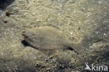 Plaice (Pleuronectes platessa)