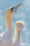 Northern Gannet (Morus bassanus)