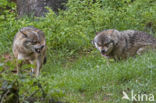 Grey Wolf (Canis lupus)
