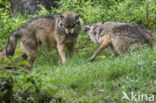 Grey Wolf (Canis lupus)