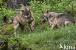 Grey Wolf (Canis lupus)