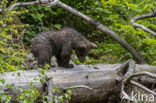 Brown Bear (Ursus arctos arctos)