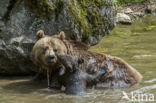 Brown Bear (Ursus arctos arctos)