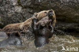 Brown Bear (Ursus arctos arctos)