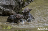 Brown Bear (Ursus arctos arctos)