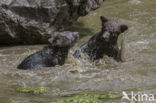 Brown Bear (Ursus arctos arctos)