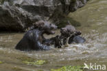 Brown Bear (Ursus arctos arctos)