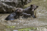 Brown Bear (Ursus arctos arctos)