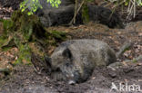 Wild Boar (Sus scrofa)