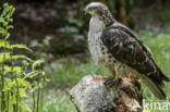 Honey Buzzard (Pernis apivorus)