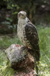 Honey Buzzard (Pernis apivorus)