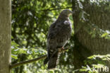 Honey Buzzard (Pernis apivorus)