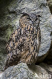 Eurasian Eagle-Owl (Bubo bubo)