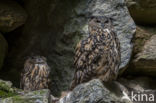 Eurasian Eagle-Owl (Bubo bubo)