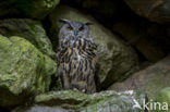 Eurasian Eagle-Owl (Bubo bubo)