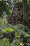 Ural Owl (Strix uralensis)