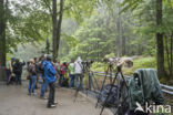 Nationaal park Beierse Woud