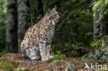 Euraziatische lynx (Lynx lynx)