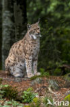 Euraziatische lynx (Lynx lynx)