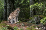 Euraziatische lynx (Lynx lynx)