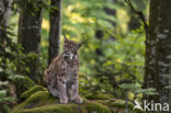 Euraziatische lynx (Lynx lynx)