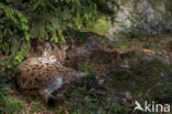 Euraziatische lynx (Lynx lynx)