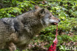 Grey Wolf (Canis lupus)