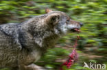 Grey Wolf (Canis lupus)