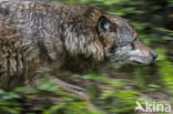 Grey Wolf (Canis lupus)