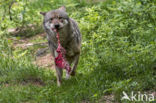 Grey Wolf (Canis lupus)