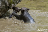 Brown Bear (Ursus arctos arctos)