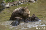 Brown Bear (Ursus arctos arctos)