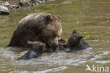 Brown Bear (Ursus arctos arctos)