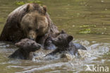 Brown Bear (Ursus arctos arctos)