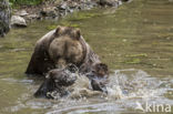 Brown Bear (Ursus arctos arctos)