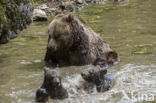 Brown Bear (Ursus arctos arctos)