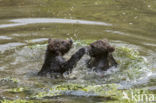 Brown Bear (Ursus arctos arctos)