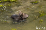 Brown Bear (Ursus arctos arctos)