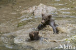 Brown Bear (Ursus arctos arctos)