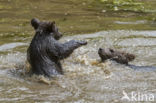 Brown Bear (Ursus arctos arctos)