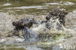 Brown Bear (Ursus arctos arctos)