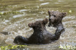 Brown Bear (Ursus arctos arctos)