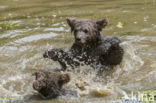 Brown Bear (Ursus arctos arctos)