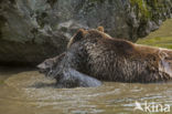 Brown Bear (Ursus arctos arctos)