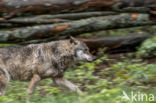 Grey Wolf (Canis lupus)