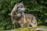 Grey Wolf (Canis lupus)