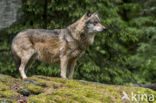 Grey Wolf (Canis lupus)