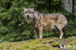 Grey Wolf (Canis lupus)