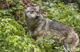 Grey Wolf (Canis lupus)